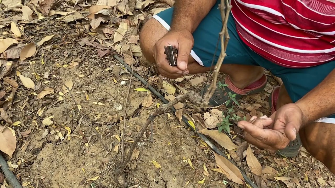 1 सालके अंगूरकी छंटाई//अंगूरकी बेल को कैसे प्रशिक्षित करें?//ग्राफ्टके बाद अंगूर को फिर से काटें