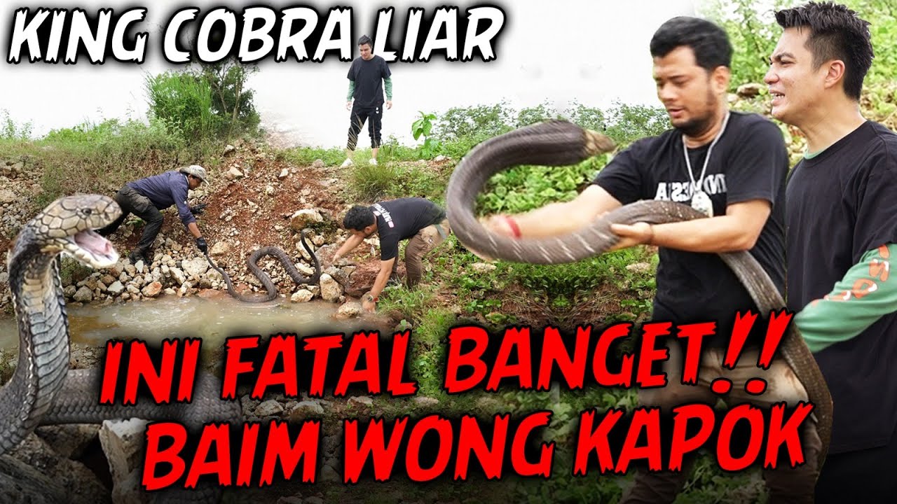 RESCUE KING COBRA GANAS LIAR DI AIR⁉️BAIM WONG SAMPE KAPOK IKUT PANJI