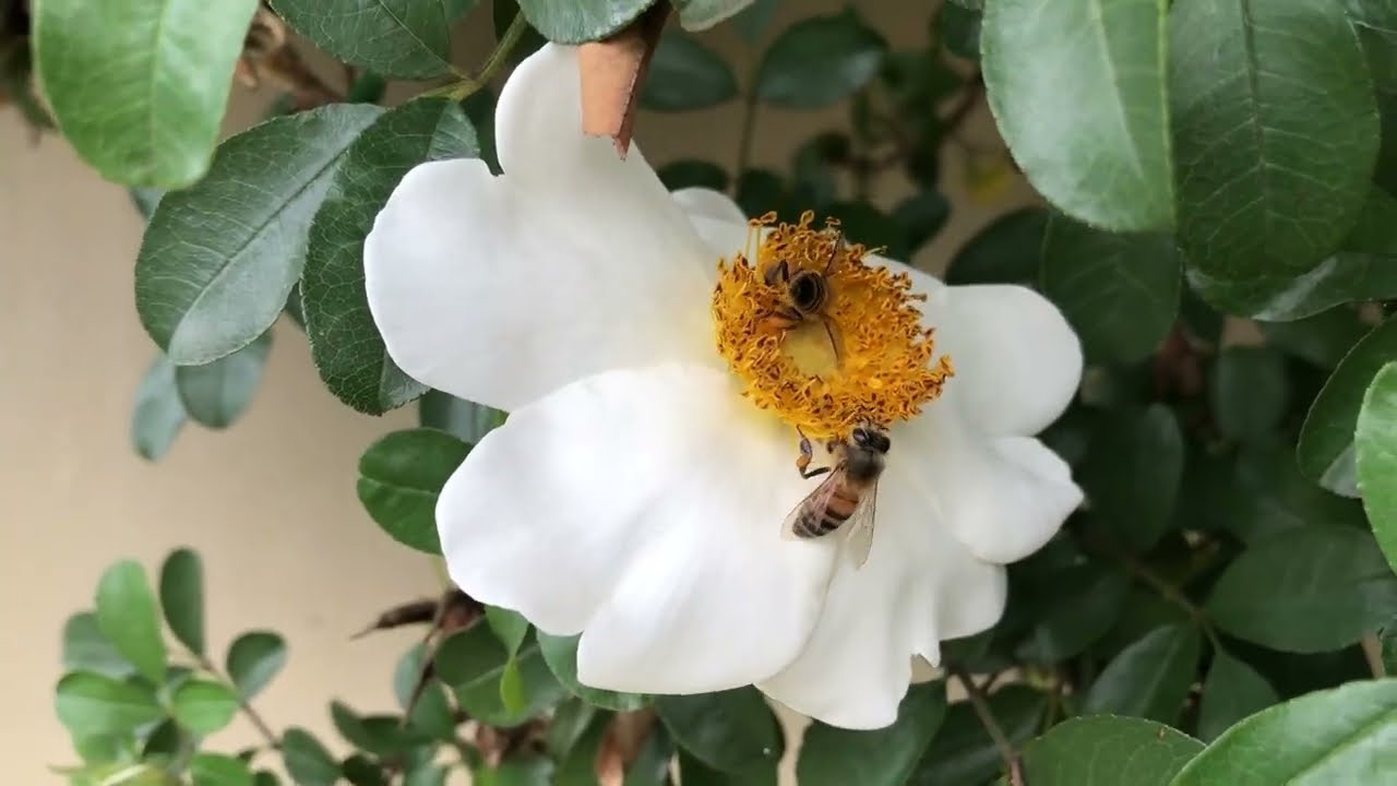 5th Place Honey Harvest  2022