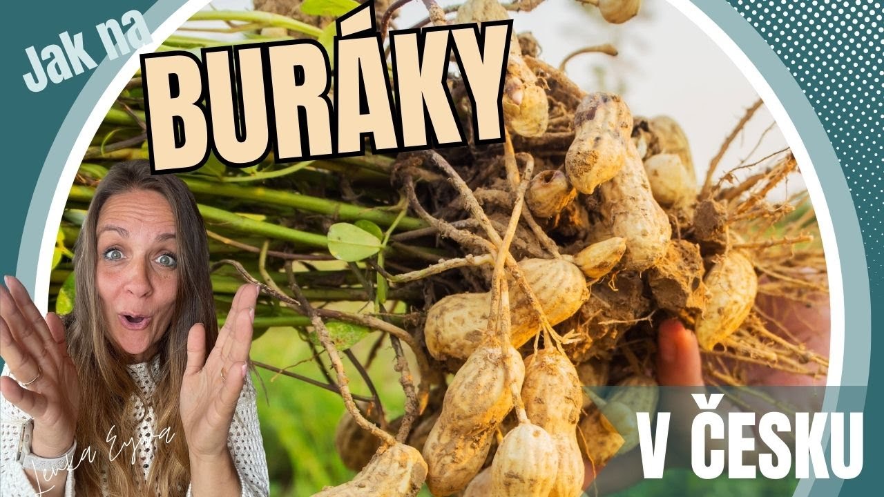 Vypěstujte si buráky v Česku