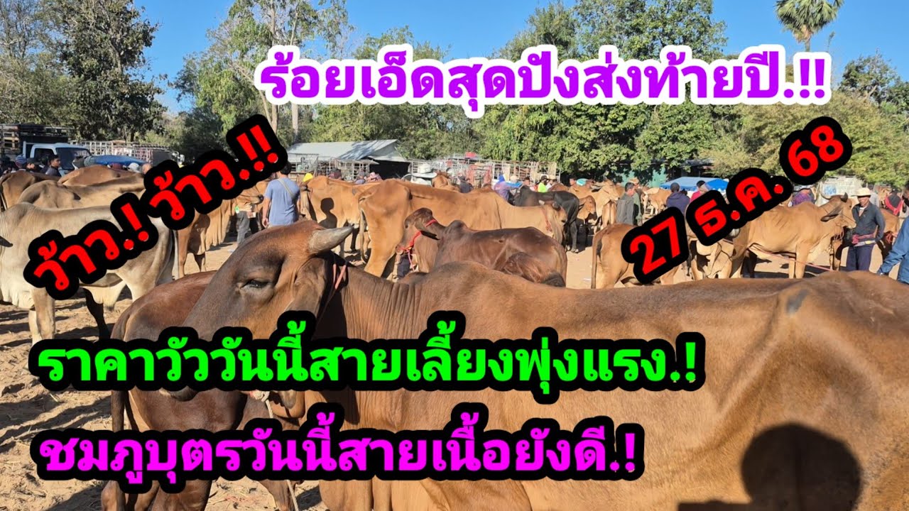 ราคาวัววันนี้ 27 ธ.ค. 68 ตลาดนัดบ้านหนองแกตลาดชมภูบุตร จ.ร้อยเอ็ด#เปิดราคาวัวงามน่าเลี้ยง#ซื้อขายวัว