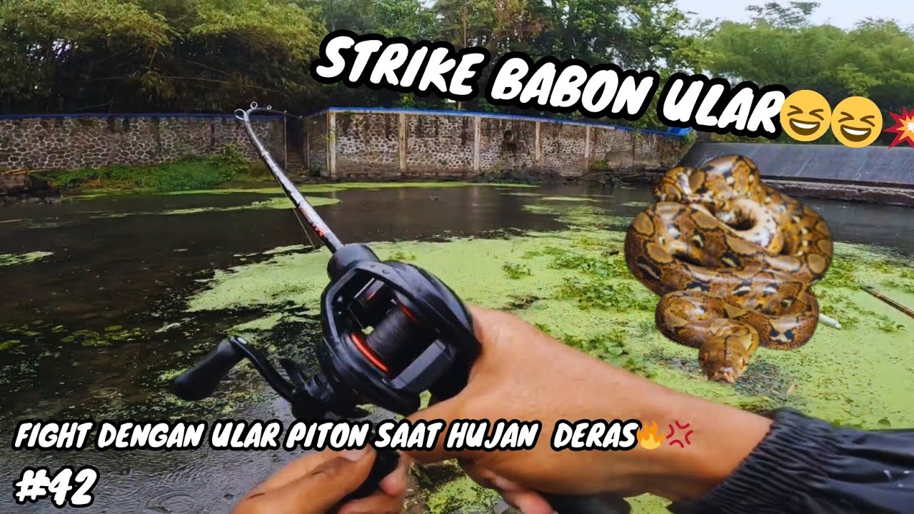 MOMEN LANGKA GUYS😆🔥STRIKE ULAR SAAT HUJAN DERAS DI SUNGAI BEDOG YOGYAKARTA 😱😱CASTING STRIKE ULAR 😆