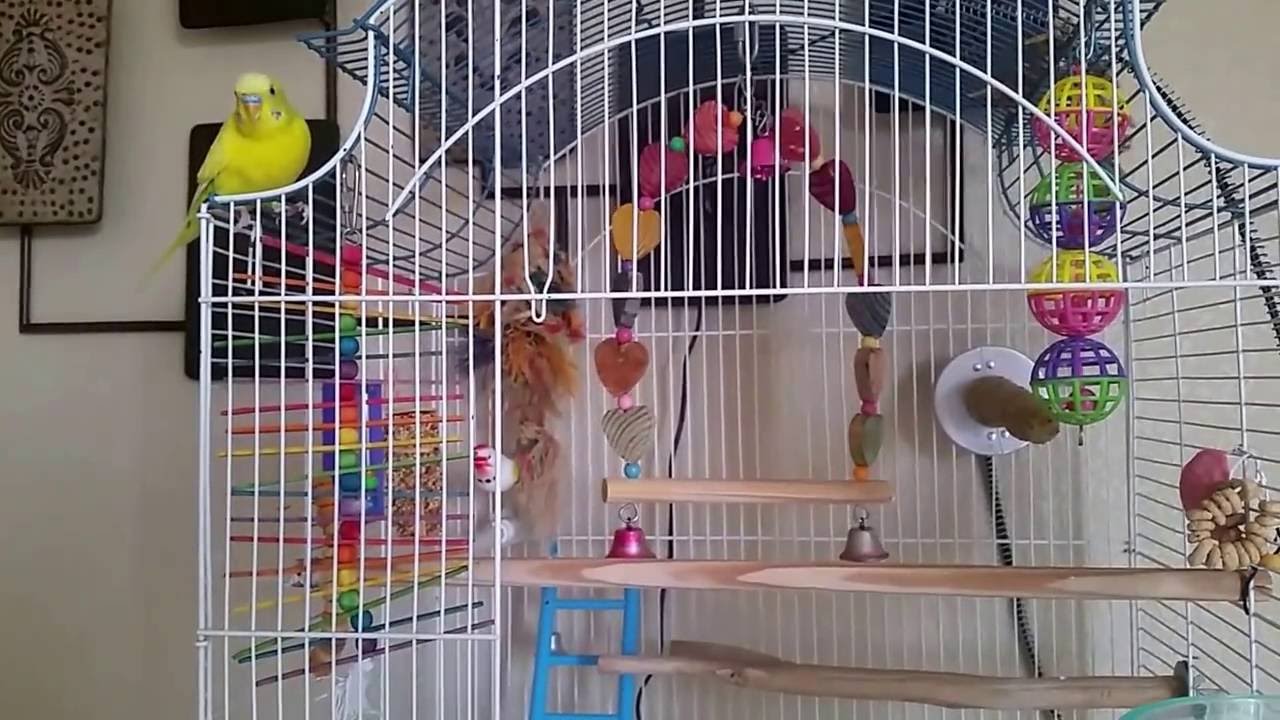 Budgie sounds angry