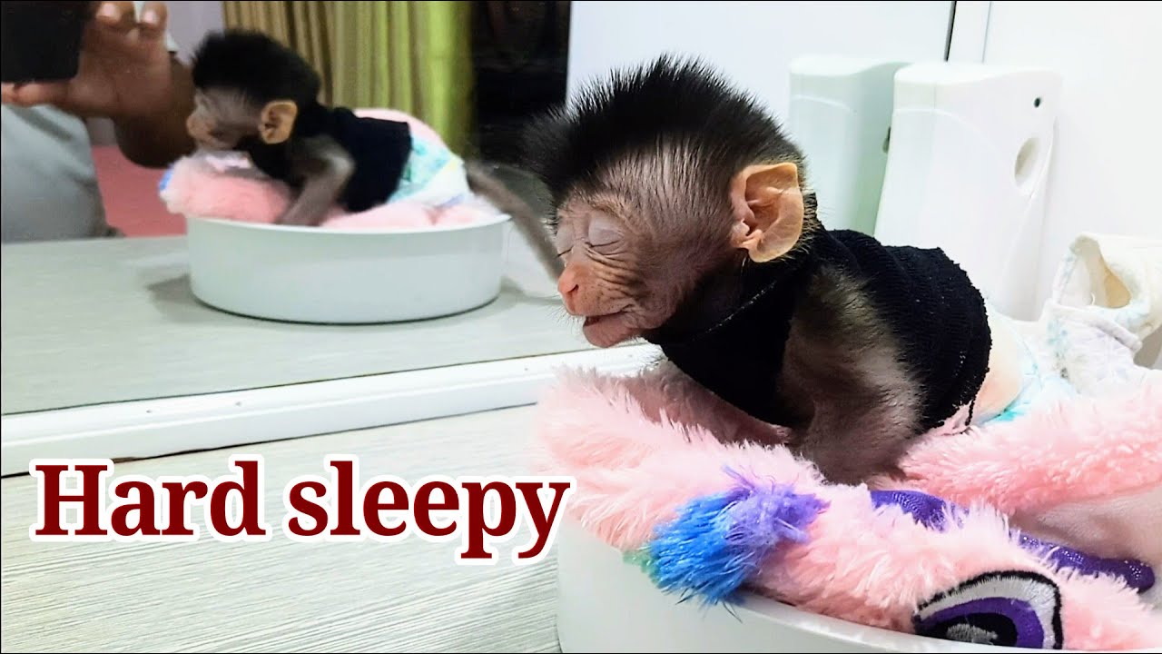 baby monkey libby very sleepy but want to play
