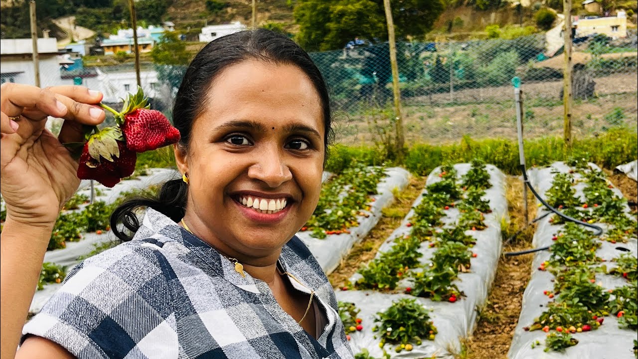 വട്ടവടയിലെ തോട്ടത്തിൽ നിന്നും കണ്ട പഴങ്ങൾ 🍓🫐🍎🍐🥑🌽🥕🥦🥬