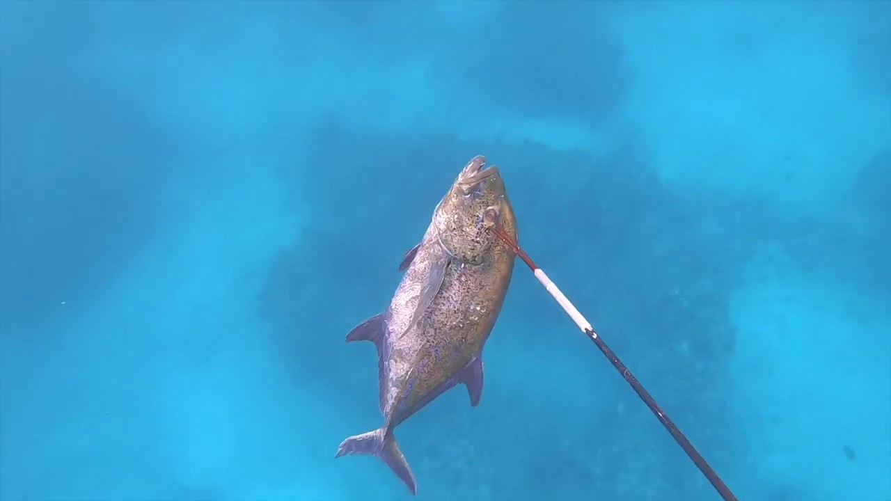 Spearfishing Oahu Hawaii
