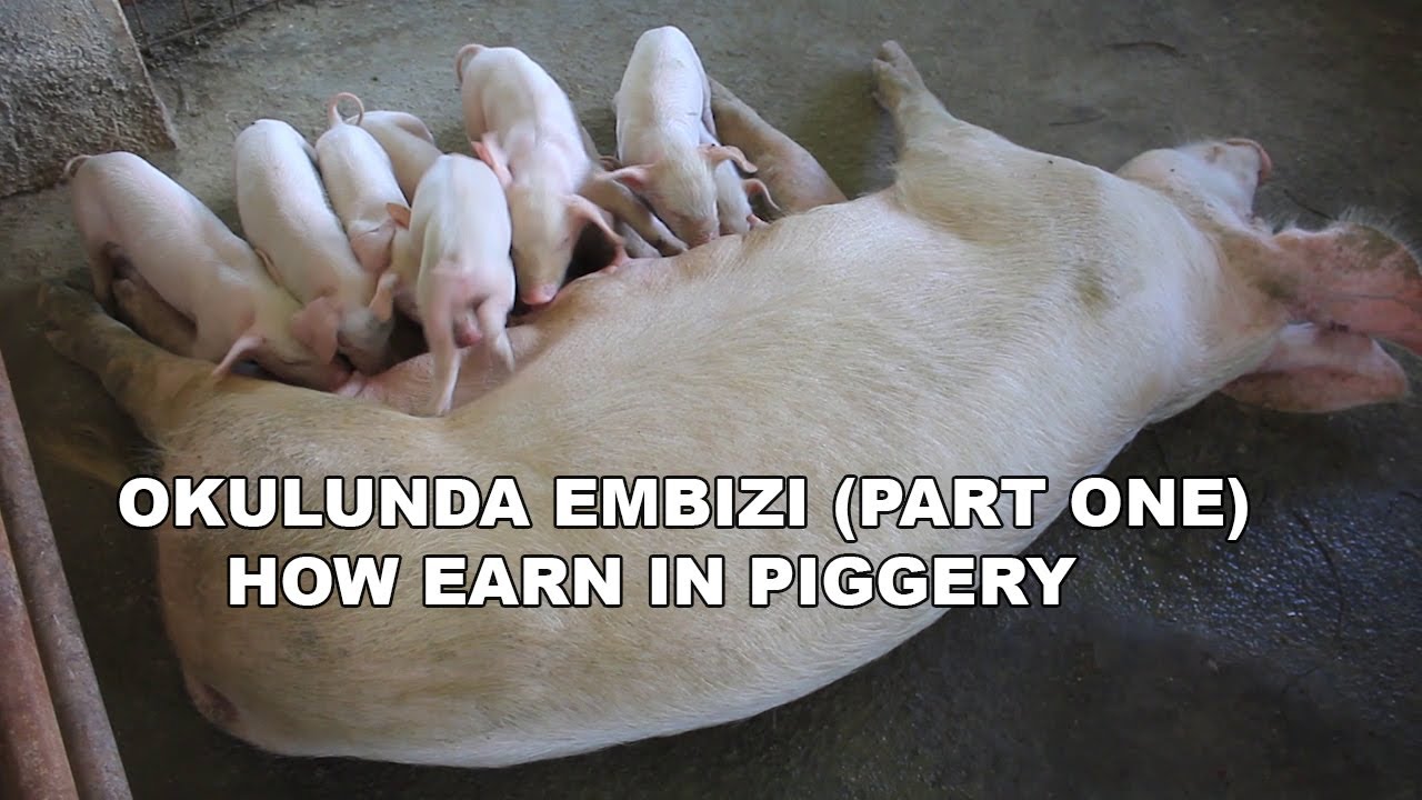 OKULUNDA EMBIZI  how to earn money in piggery farming PART A