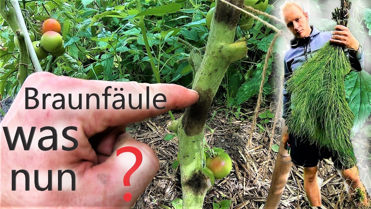 Pilzkranheiten im Garten | Braunf&auml;ule | Echter Mehltau und Falscher Mehltau