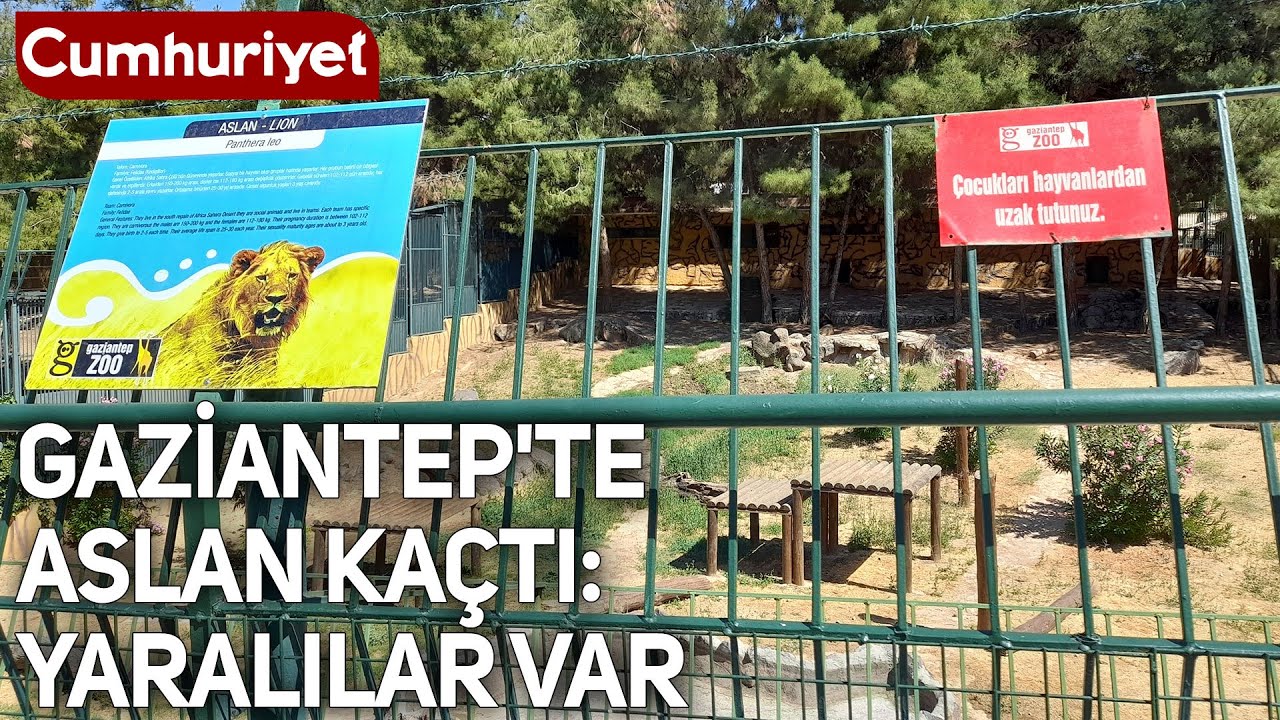 Gaziantep'te aslan kaçtı: İşte film sahnelerini aratmayan o anlar
