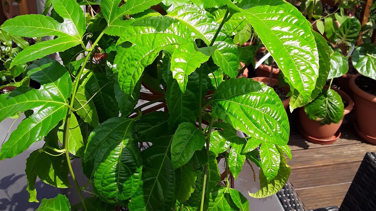 Passiflora Edulis,  purple passion fruit growing in the UK