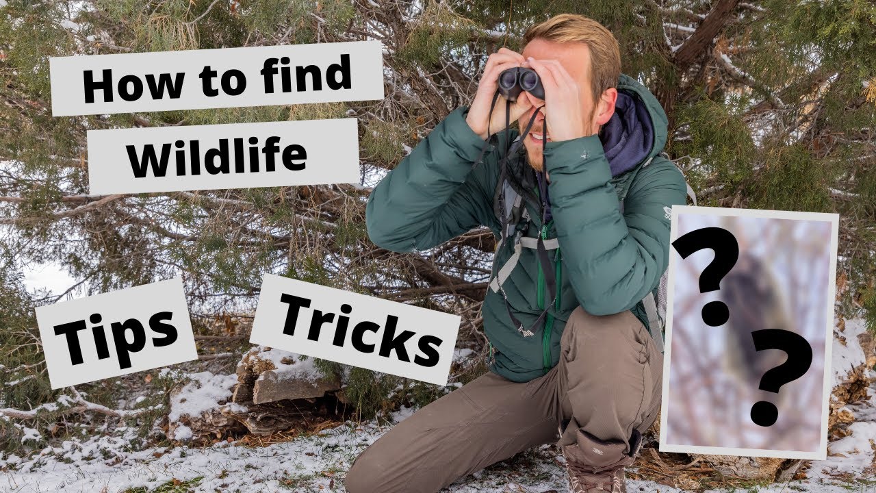 How to find Wildlife to photograph, tips & tricks finding wild animals. Fun with a mystery animal