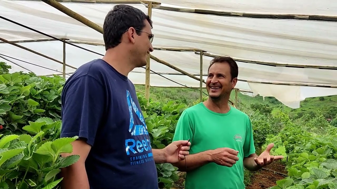 Cultivo de Morango - Hidropônicos Água Limpa