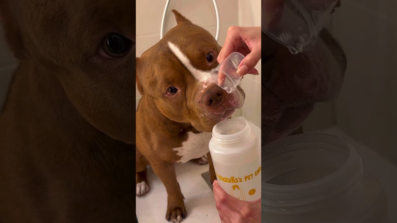 Chocodogger's secret to a happy bath routine Mr Suzuki's Pet Care&nbsp;❤️@mr.suzukispetcare2880
