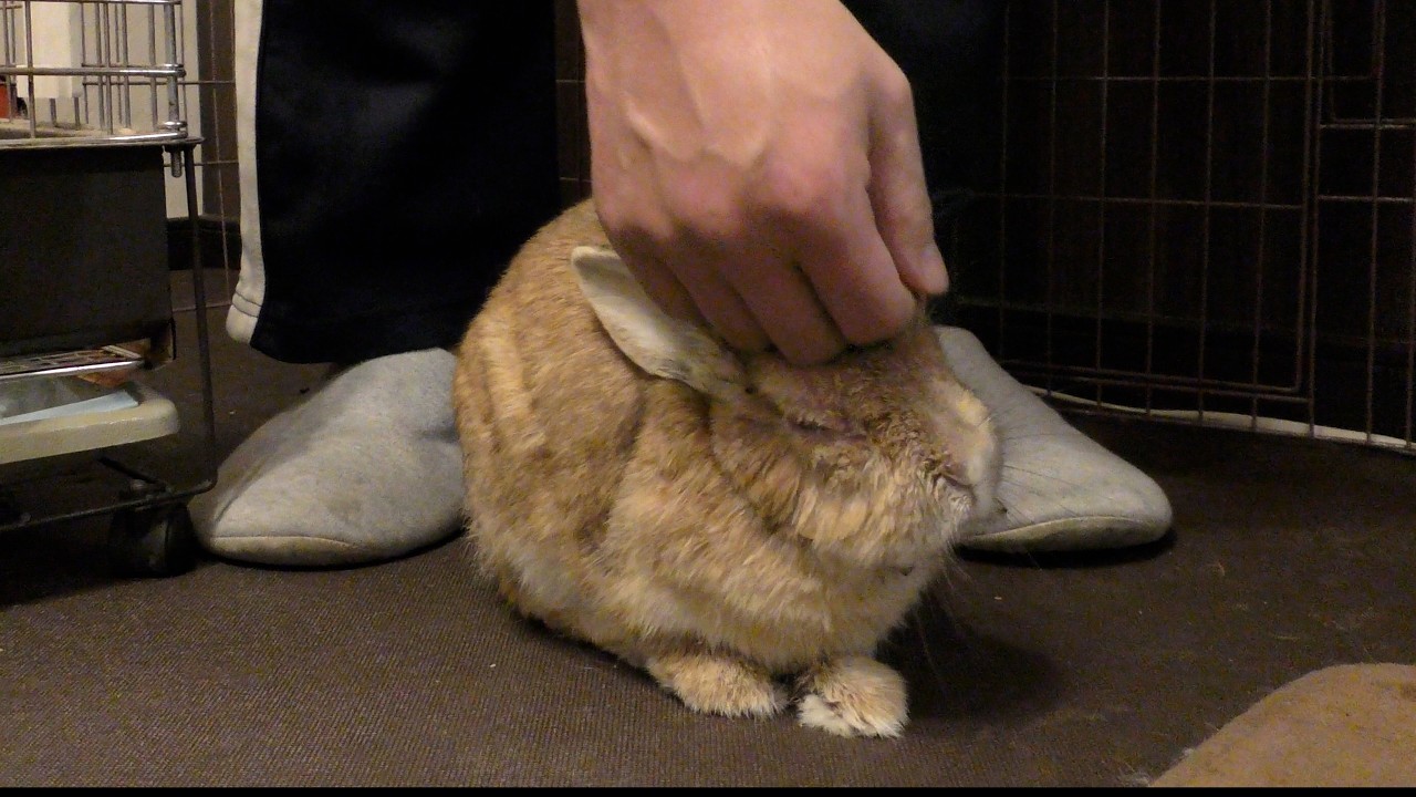 家に帰るうさぎ / A rabbit goes home (vol.727)