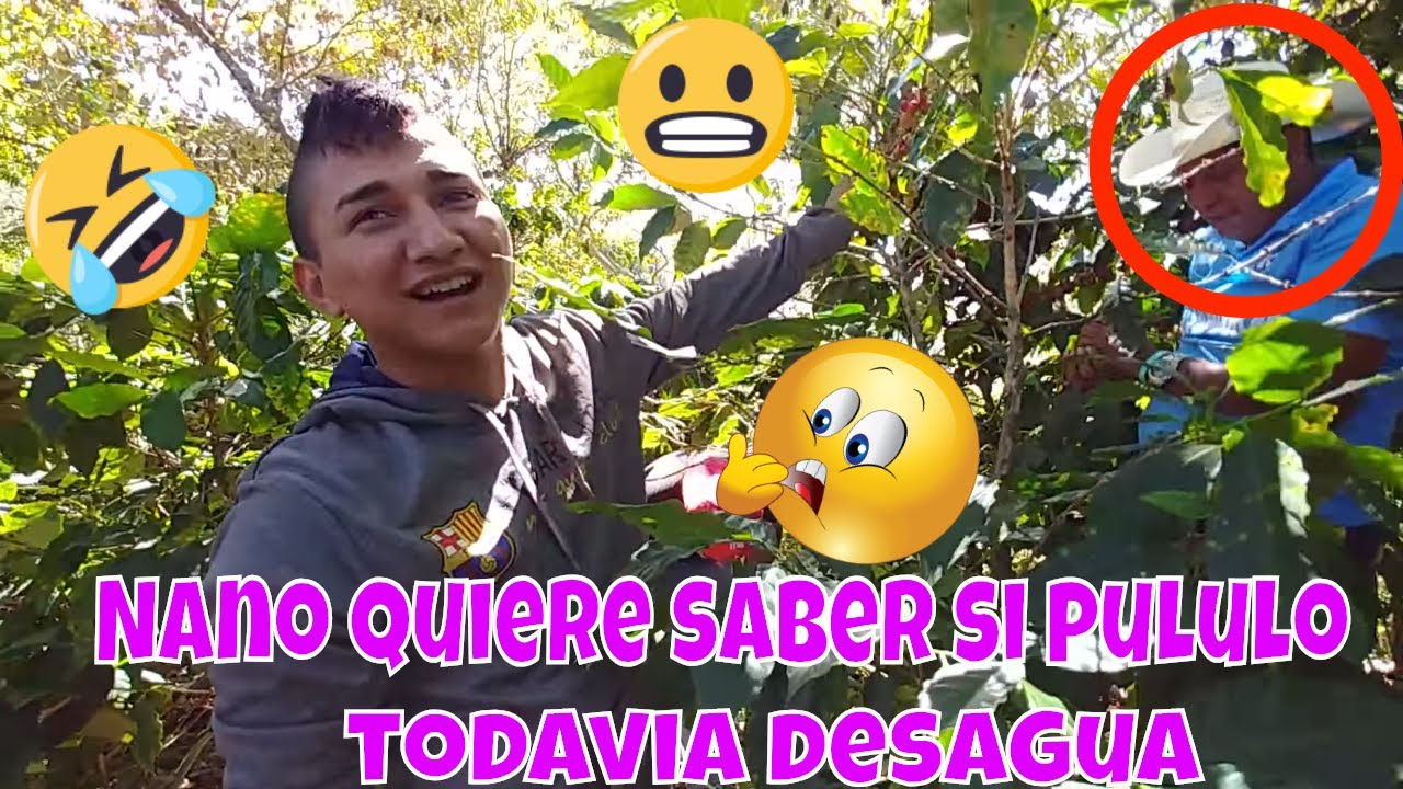 Respetos a la gente que se dedica a la corta de café😰 La plaga ya sintió la presion😬 Parte 11