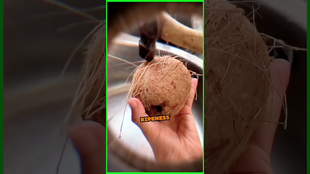 Why Some Coconuts Taste Bad | Coconut Ripeness