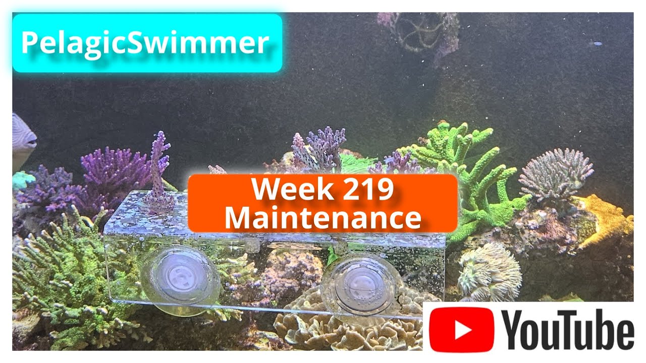 Week 219 Maintenance