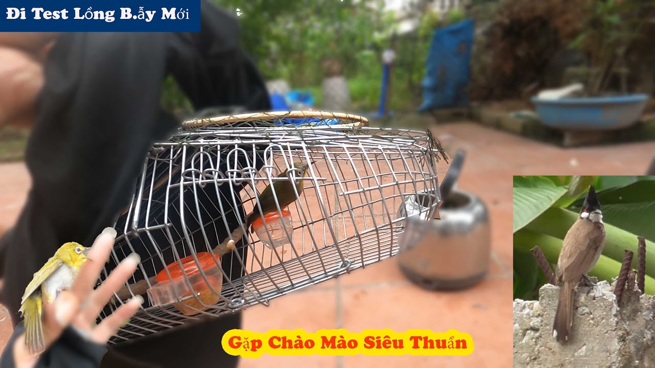 Đi Test Lồng Bẫy 90K Của Cậu HS Lớp 7 || Tình Cờ Bắt Gặp Cặp Chim Chào Mào Siêu Dạng // Chiến Ơi