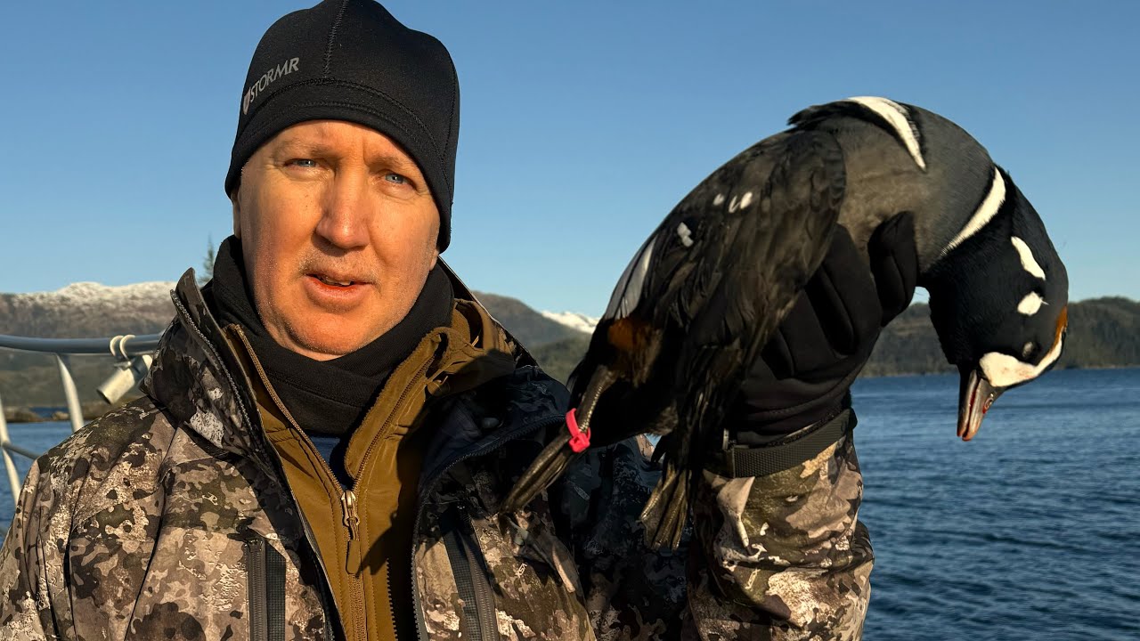Alaska Hunting for Harlequin and Barrow's