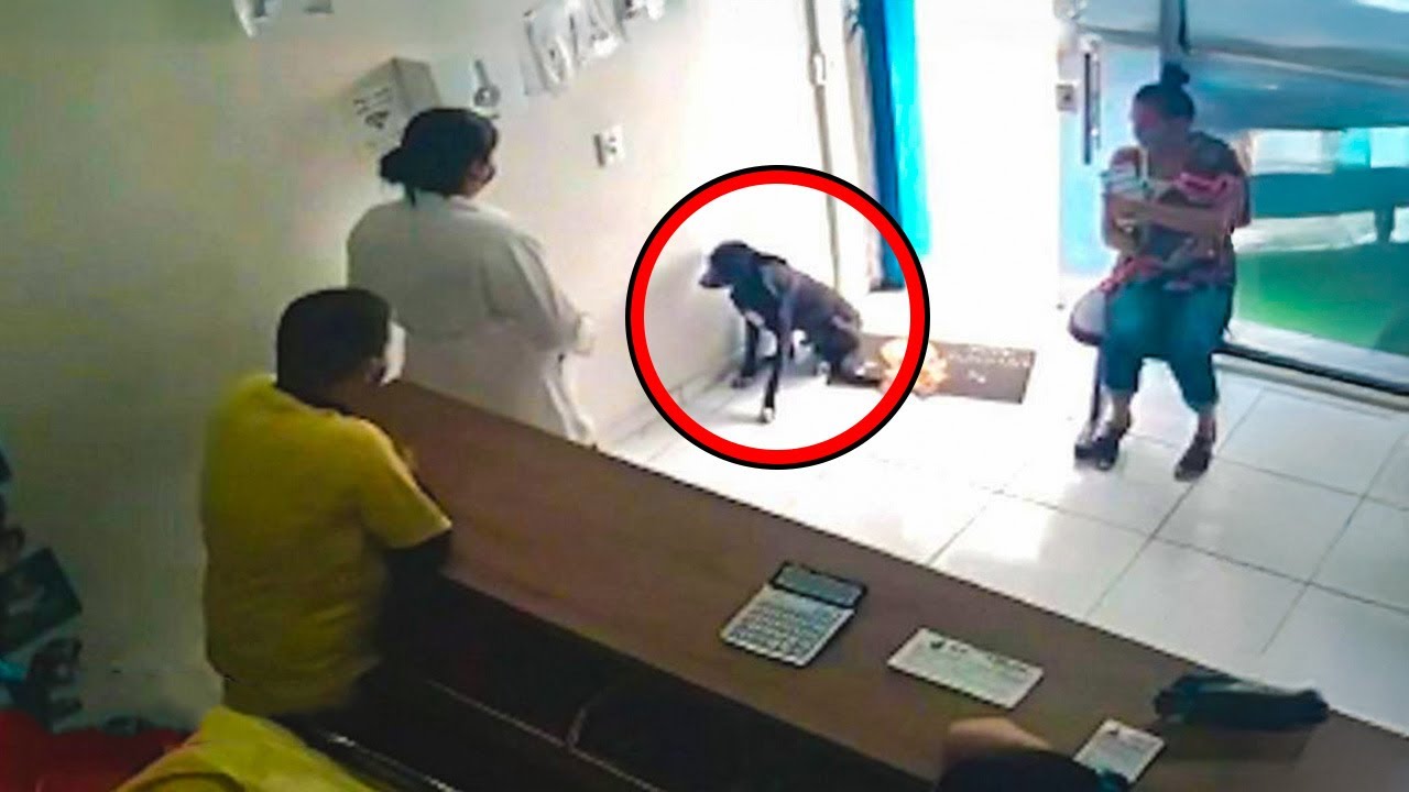 This Sick Dog Walked Into a Vet’s Office For Help, What Followed Left Everyone Shocked