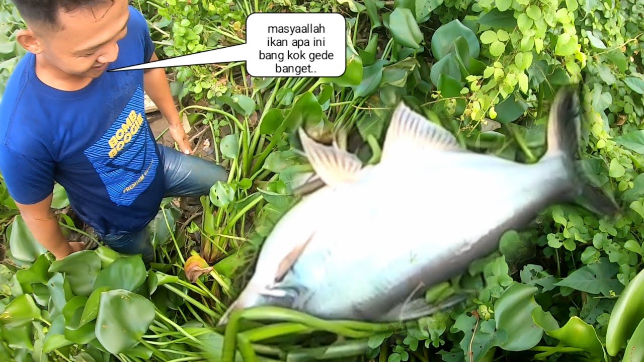 Mimpi Apa Saya Semalem..!! Gak Biasanya Saya Ketemu Sama ikan Patin Besar Pada Mabok Cuma Di Pinggir