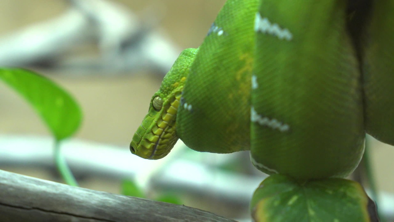 Depuis vingt ans, le reptilarium du Larzac présente ses pensionnaires au public