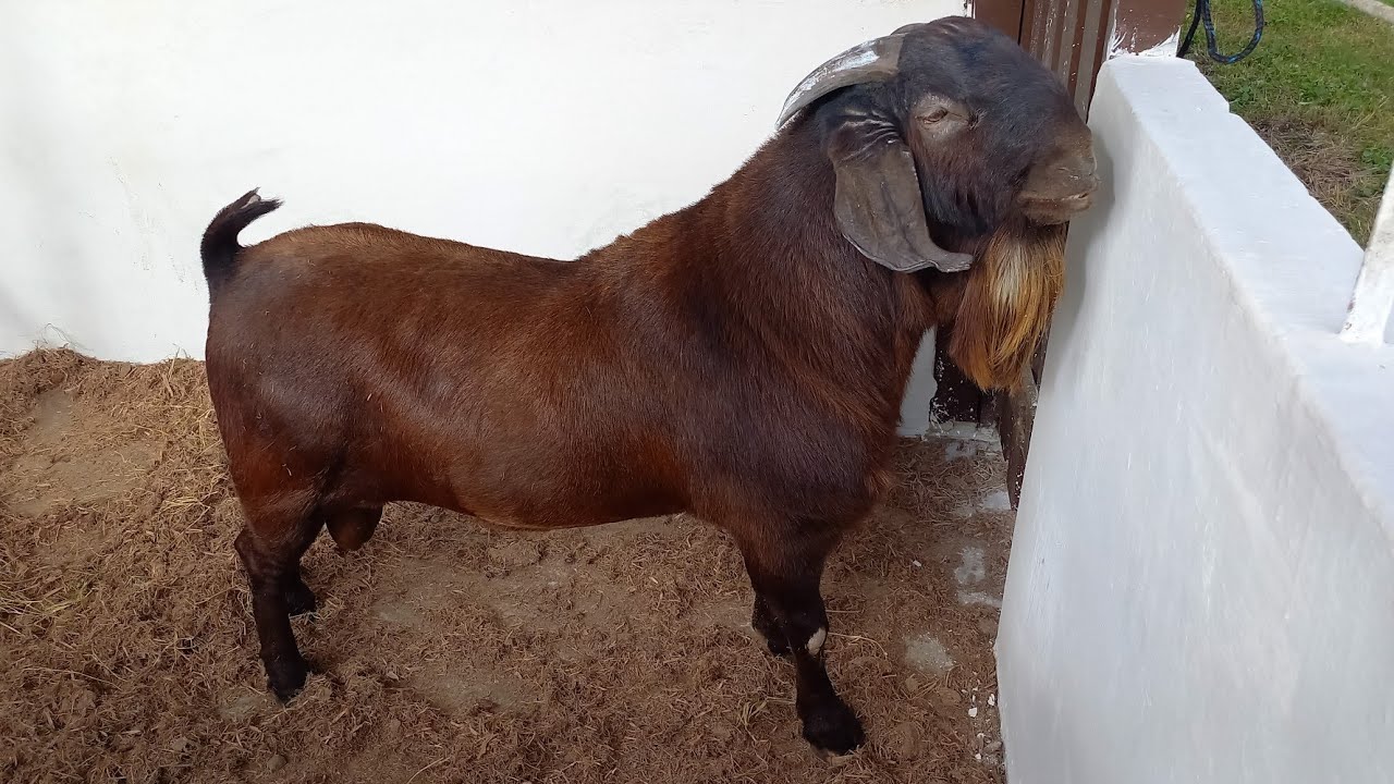Kalahari Red na Expapi, Exposição de Animais em Campina Grande na Paraíba