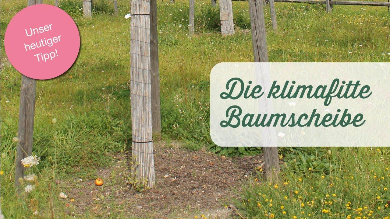 Die klimafitte Baumscheibe