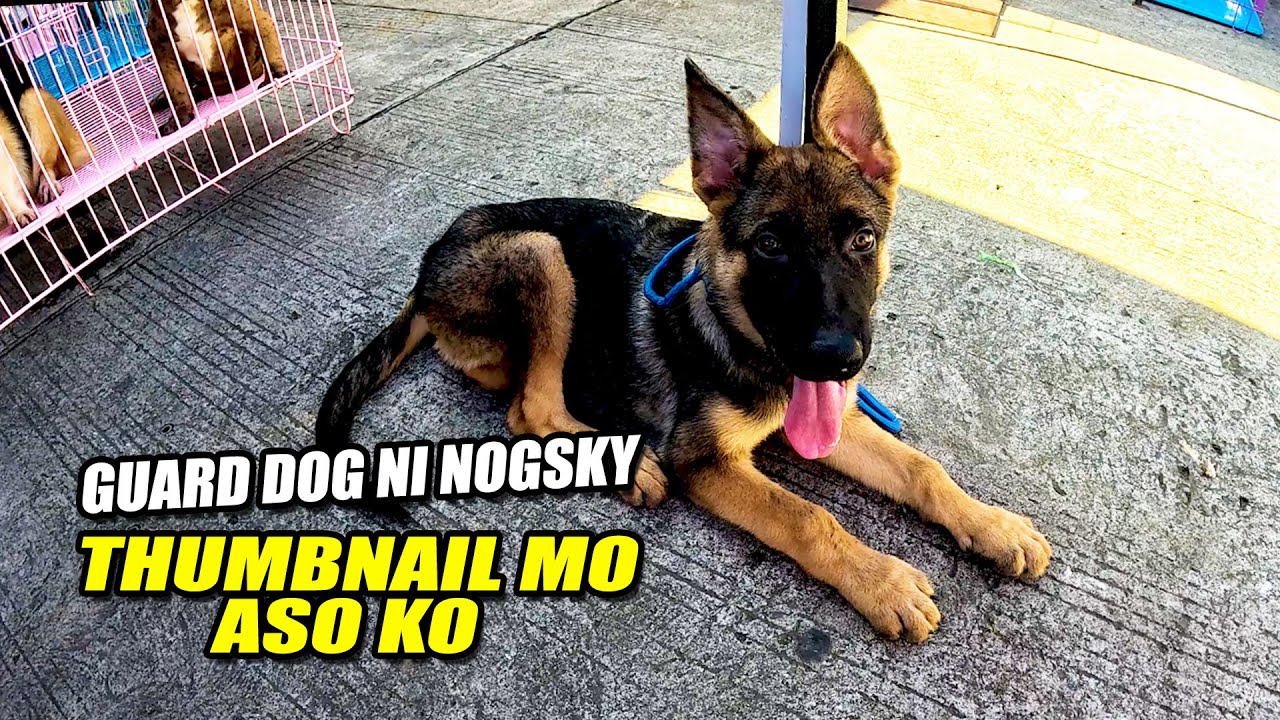 MAGANDANG LINYADA NG GUARD DOG ITO | August 03, 2025 | Ep2 | PET MARKET Day