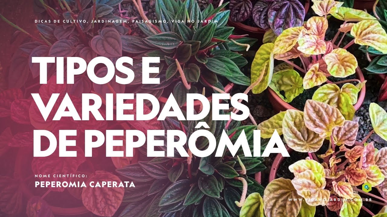 TIPOS E VARIEDADES de PEPEROMIA CAPERATA