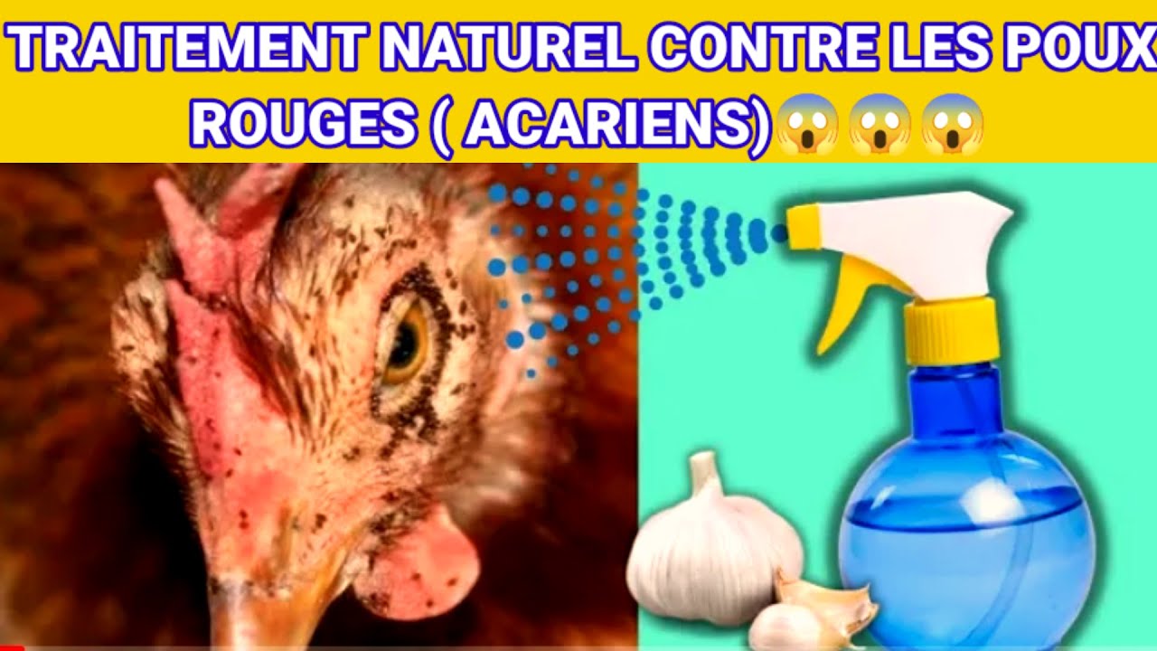 ÉLIMINEZ LES POUX ROUGES CHEZ LES VOLAILLES EN UTILISANT CE PRODUIT
