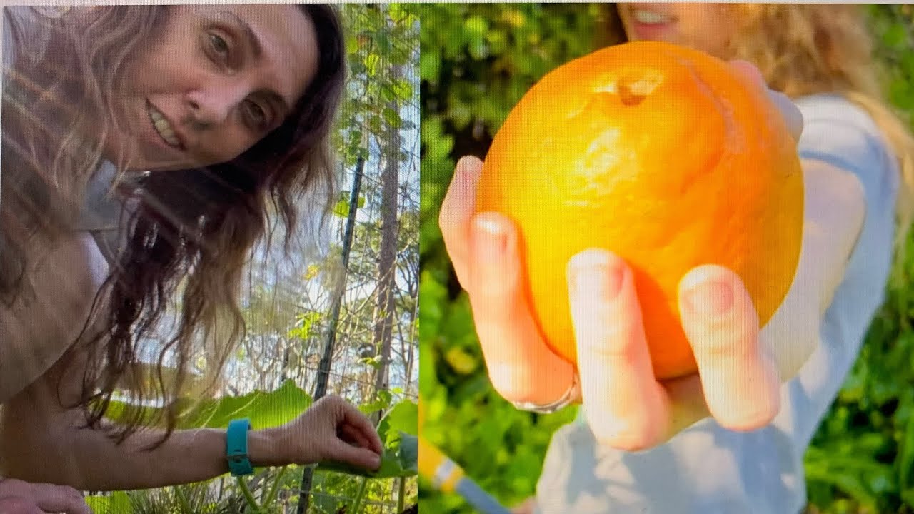 HUGE February Harvest!!! Late Winter Harvest in Florida Garden