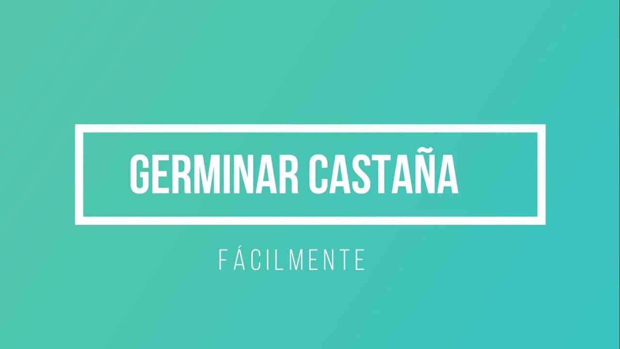 Cómo germinar una castaña | Cuidados del castaño