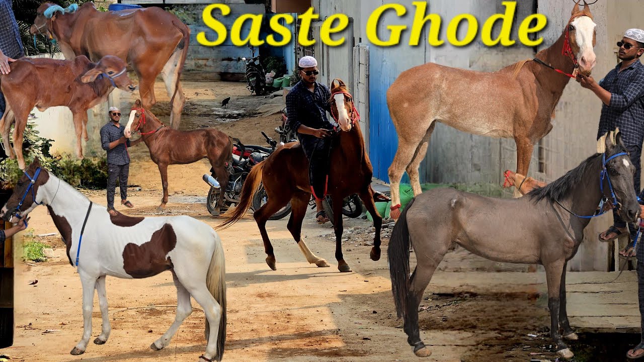 Sabse Saste ghode available in Hyderabad | marwadi kathiyawad & sindhi ghode ghodiya | Gir gai Hyd