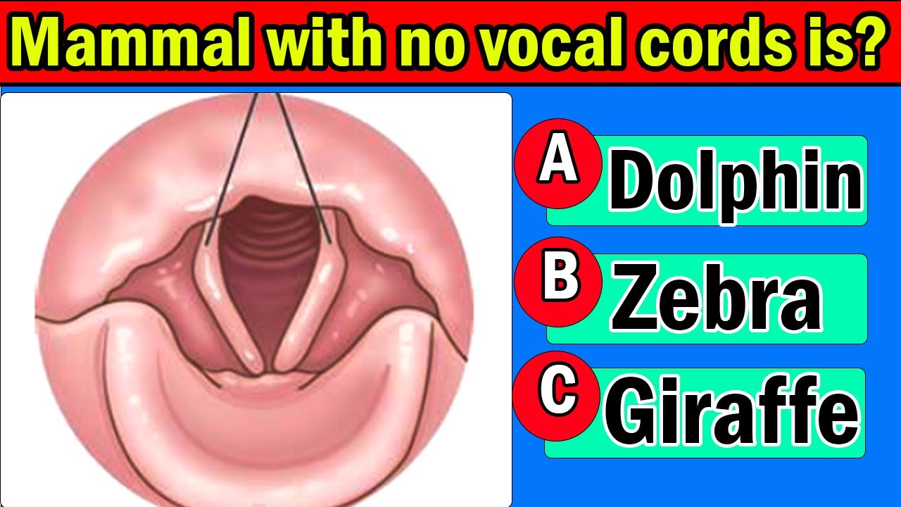 Are You Smart? Try this General Knowledge Quiz || 45 Questions