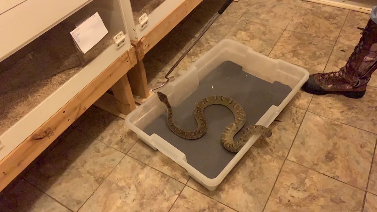 St. Lucia Fer de Lance Venom Extraction