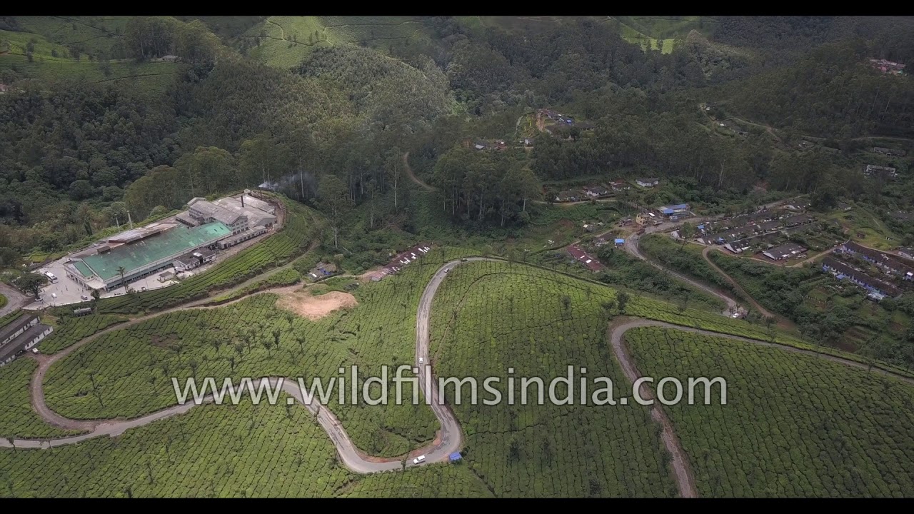 Neat rows of tea bushes near Madupatty Tea Factory en route Mattupetty Dam in Munnar, Kerala