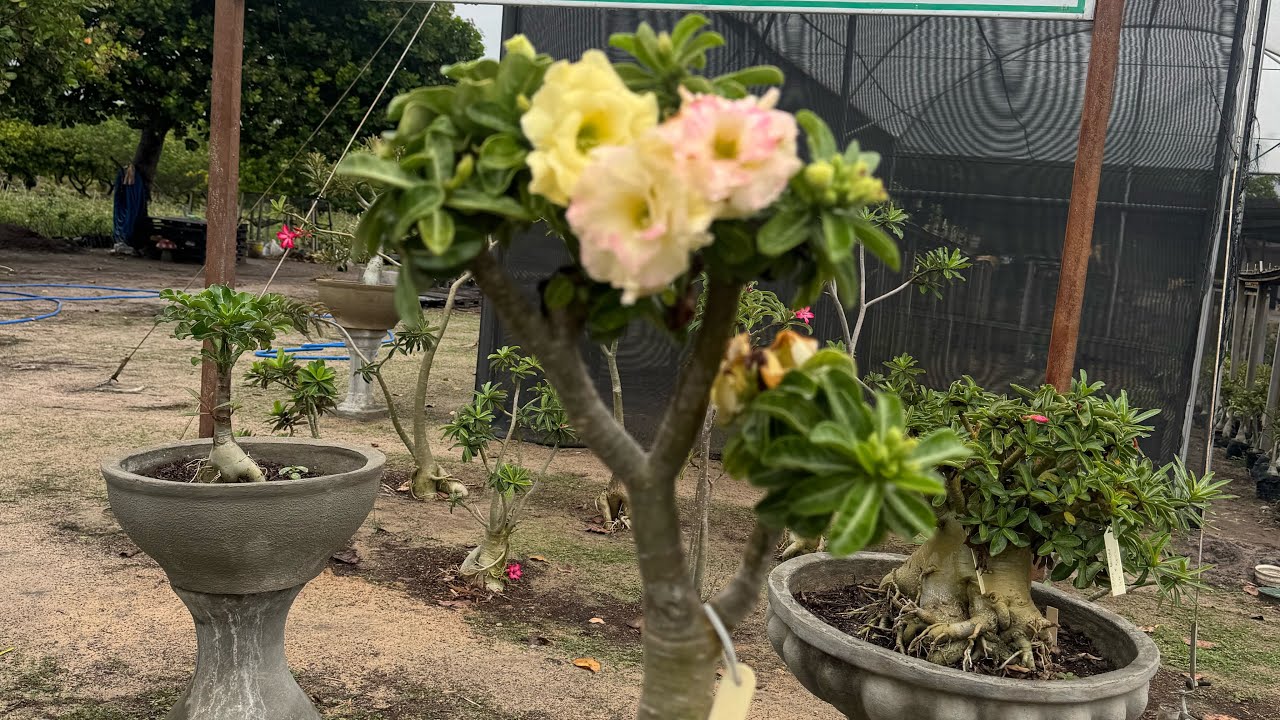 [INEDITO] Novas Rosas do deserto disponíveis - qual você já tem na sua coleção ? 😎🫠 🙌🏻😮🥰