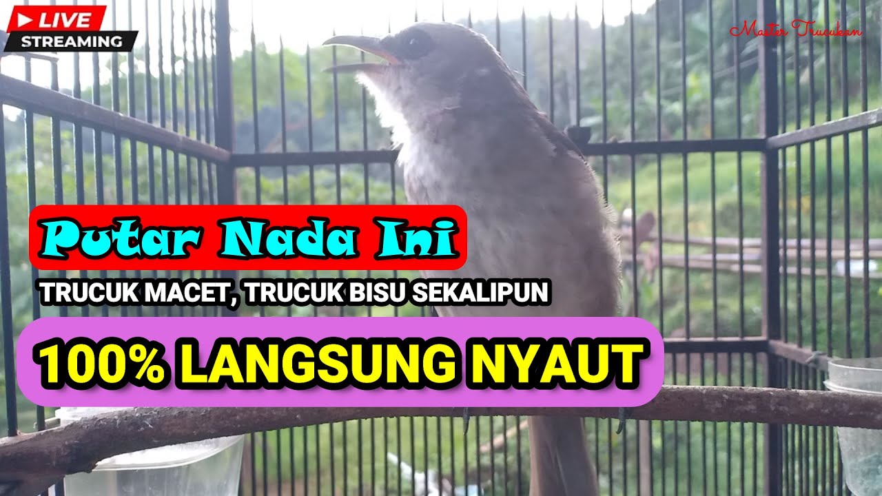 Masteran Trucukan Gacor Ngalas Tarung Ropel Panjang | Ampuh Untuk Pancingan Trucuk Agar Bunyi Nyaut