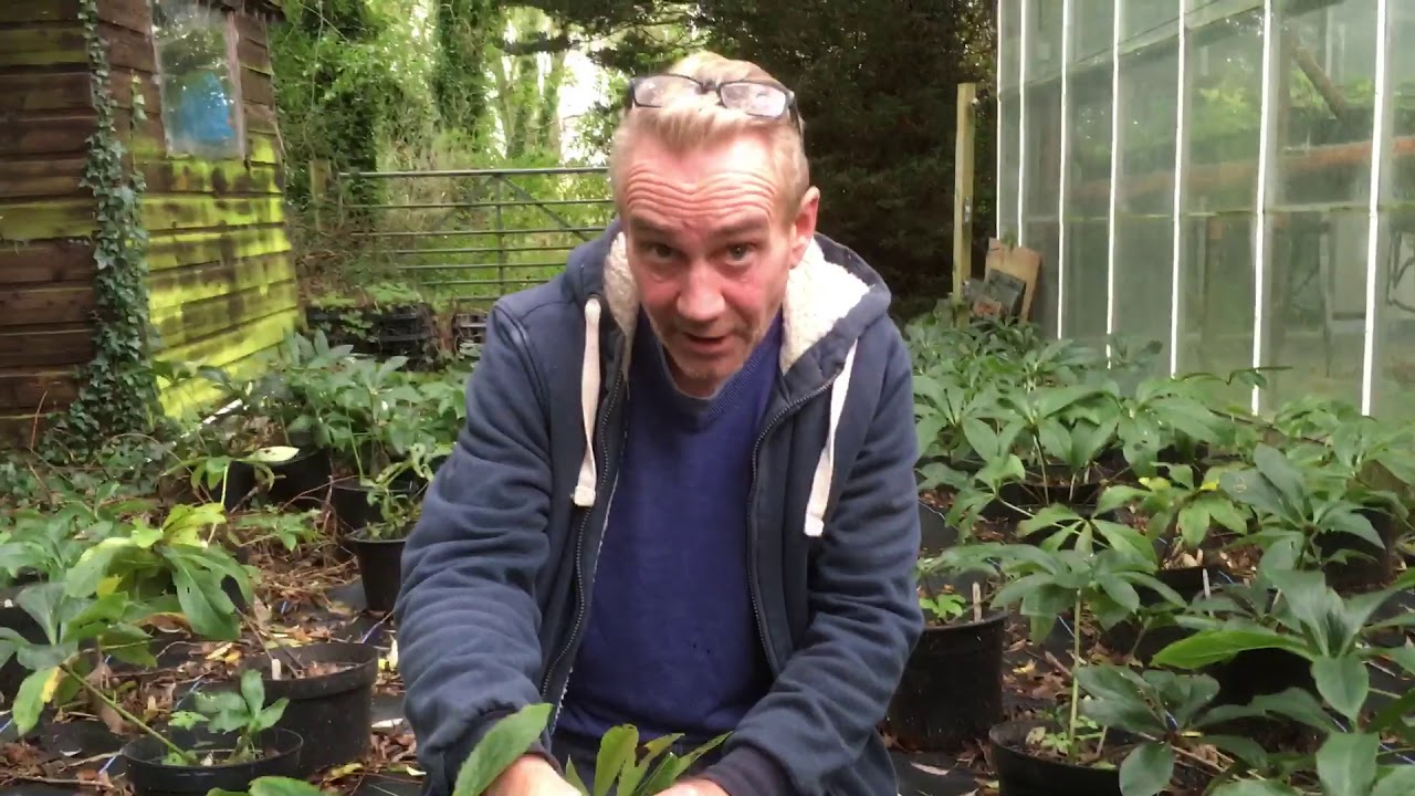 How to tidy up your hellebores at stinky ditch nursery Oct’19