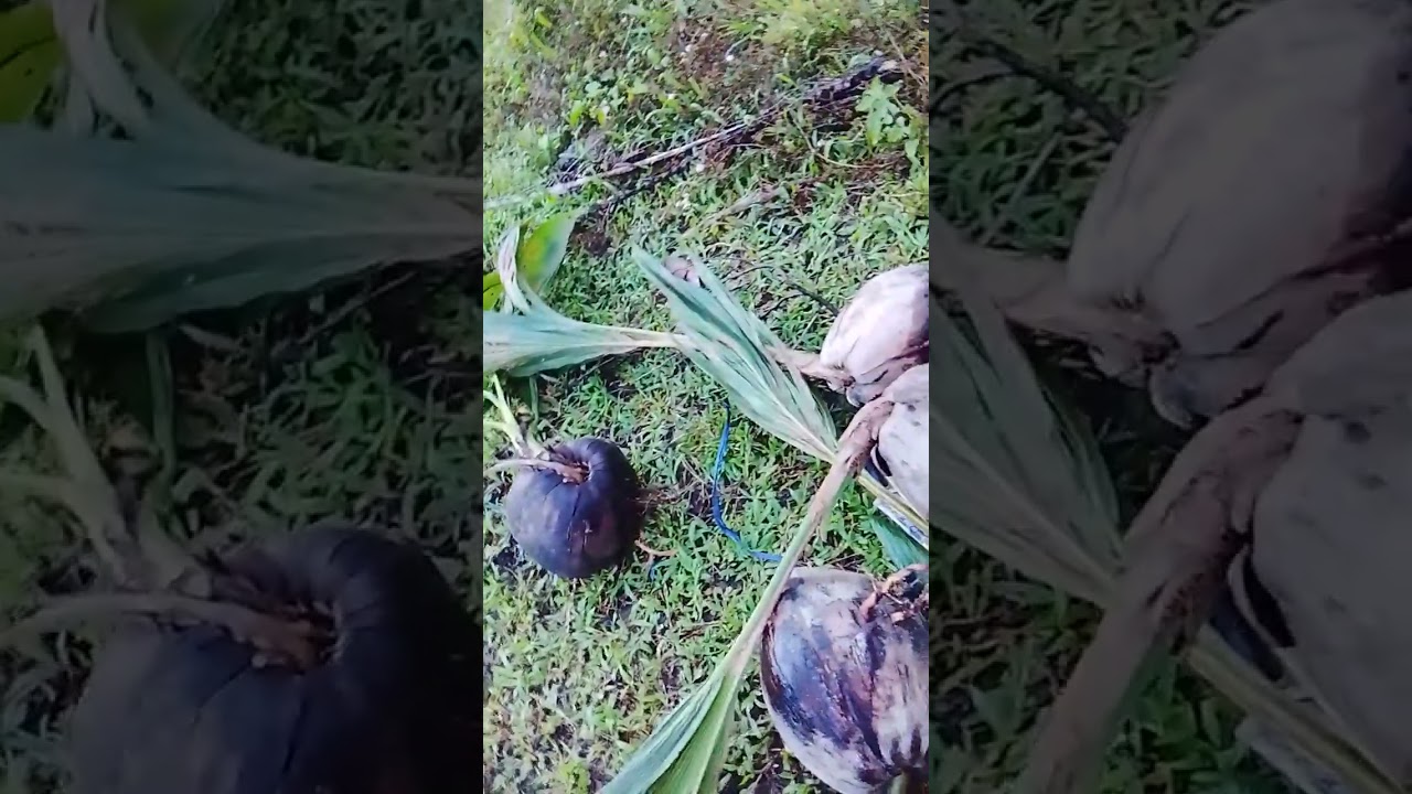 Trabaho Ng Isang magbubukid magtanim ay di biro.
