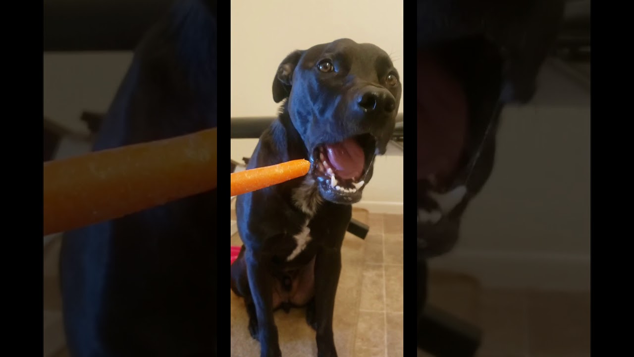 videos i found on reddit#shot
