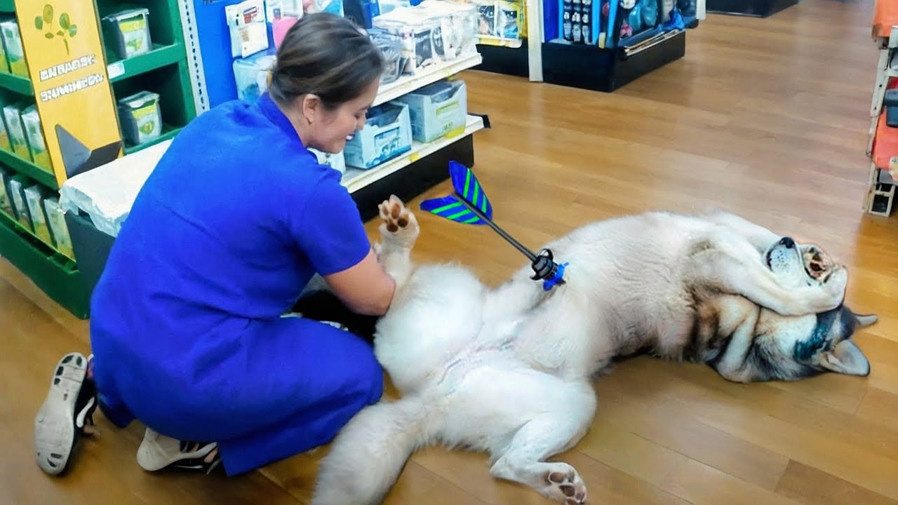 DIVERTIDOS FRACASOS DE ASEO DE MASCOTAS Y REACCIONES DE VISITAS AL VETERINARIO