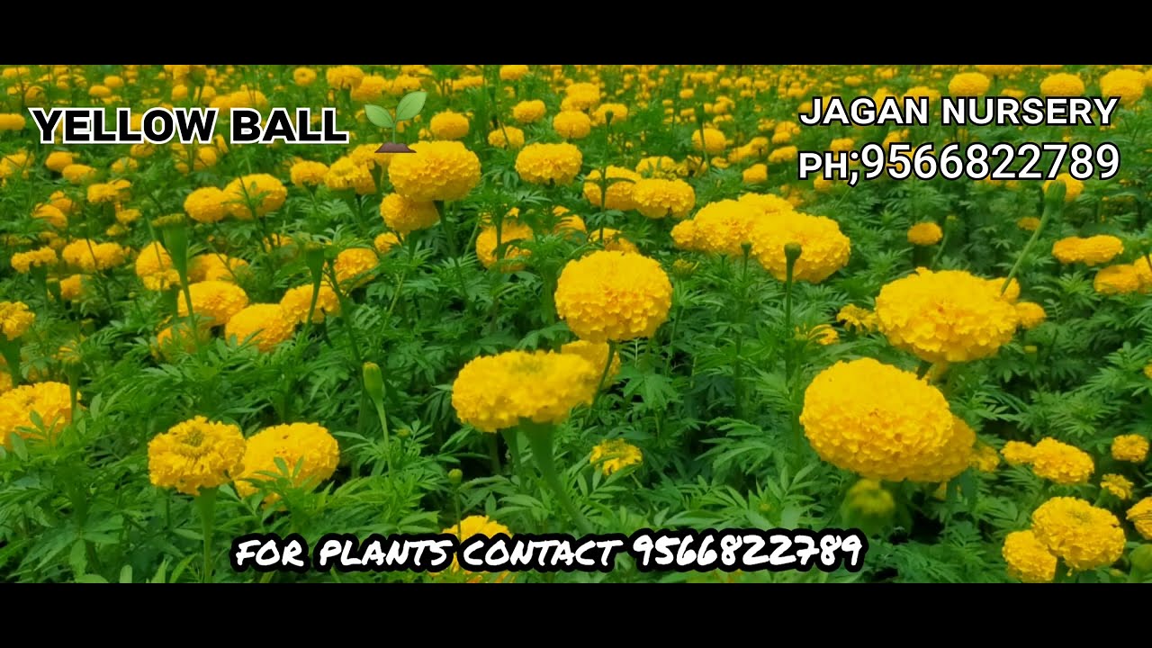 marigold yellow ball 🌱                         Jagan Nursery 9566822789