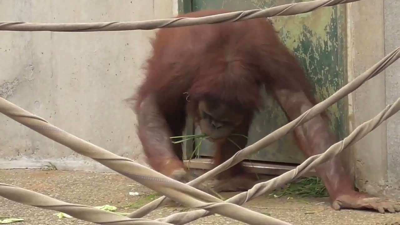 [Lily♀]  Orangutan [Ichikawa City Zoo and Botanical Garden in Chiba, Japan]