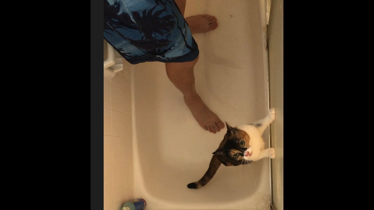 Bath time for Lily cat