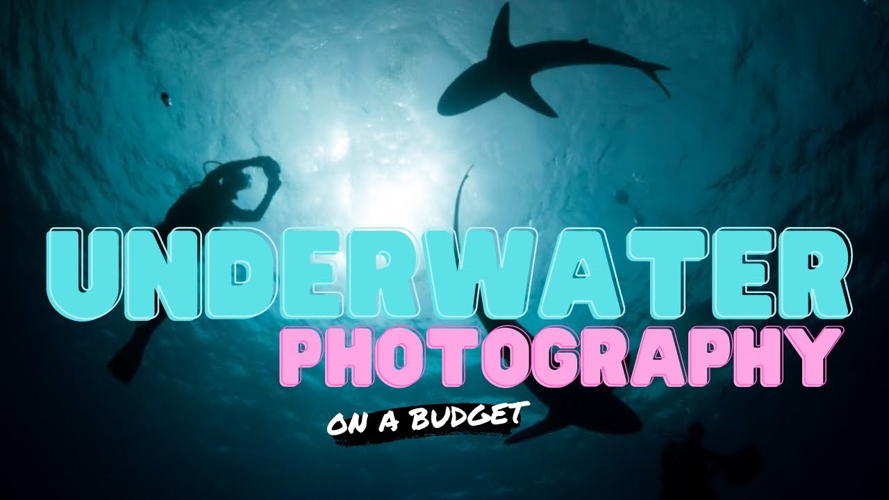 Budget Friendly Cameras for Underwater / Divevolk GoPro