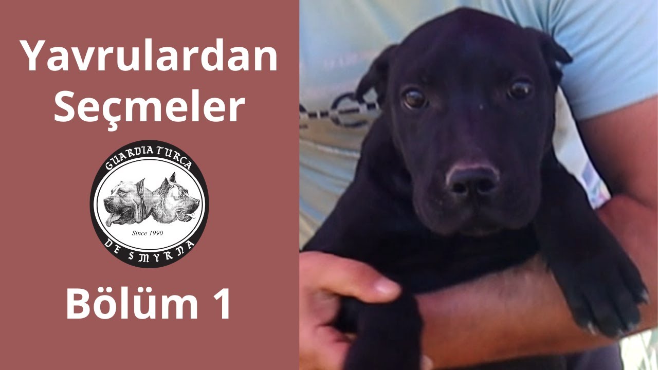 Yavrulardan Seçmeler Bölüm 1