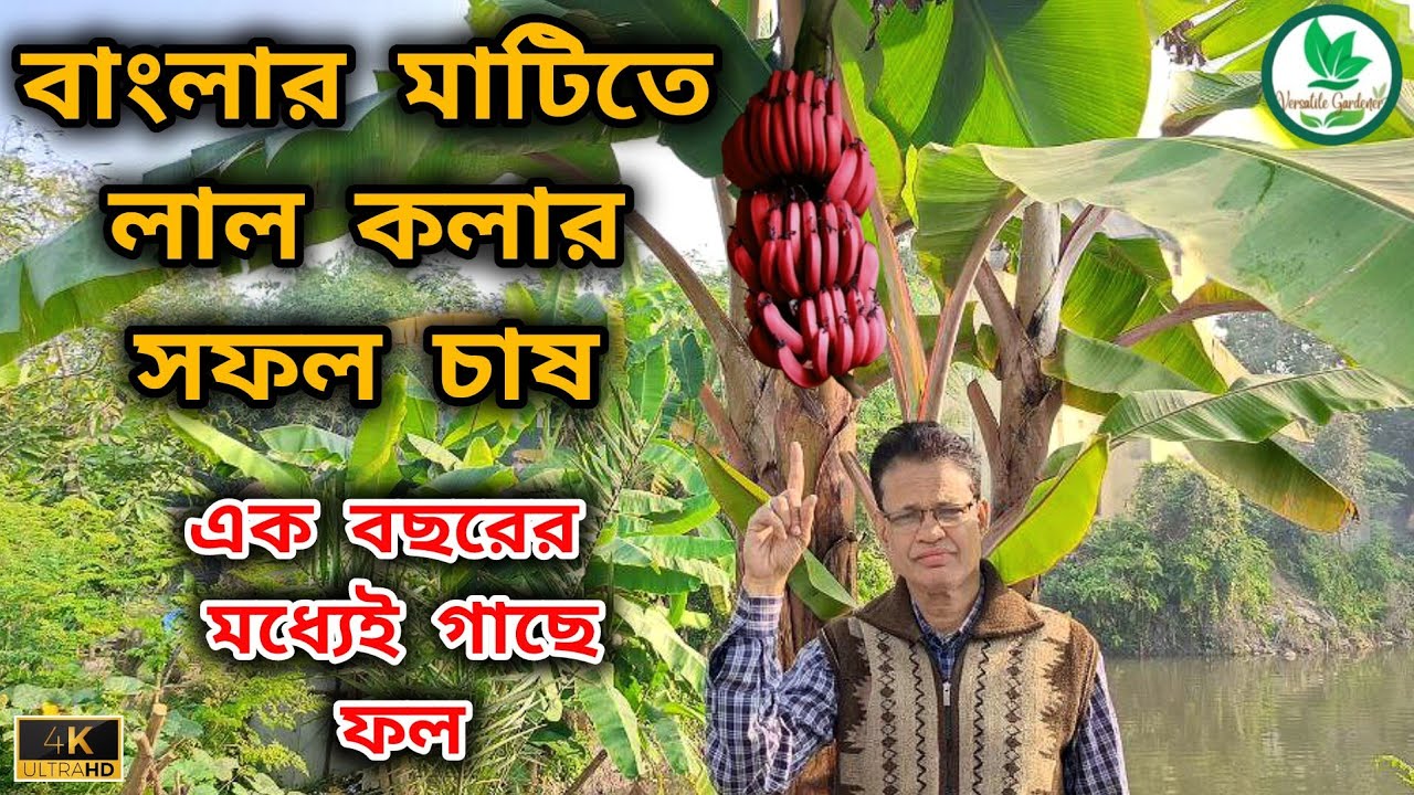 🔥বাংলার মাটিতে লাল কলার সফল চাষ 👍 এক বছরের মধ্যেই গাছে ফল/Red Banana🍌