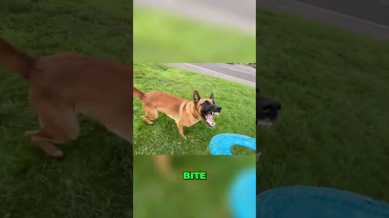 Dog's Amazing Tricks: Impulse Training Session! 